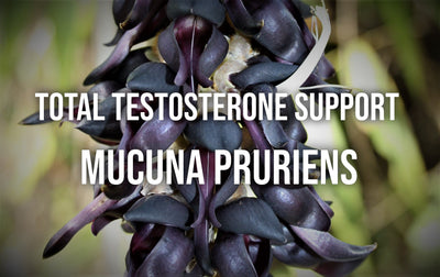 Total Testosterone Support -- Mucuna Pruriens