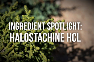 Ingredient Spotlight: Halostachine