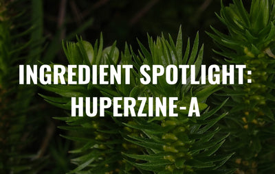Ingredient Spotlight: Huperzine-A